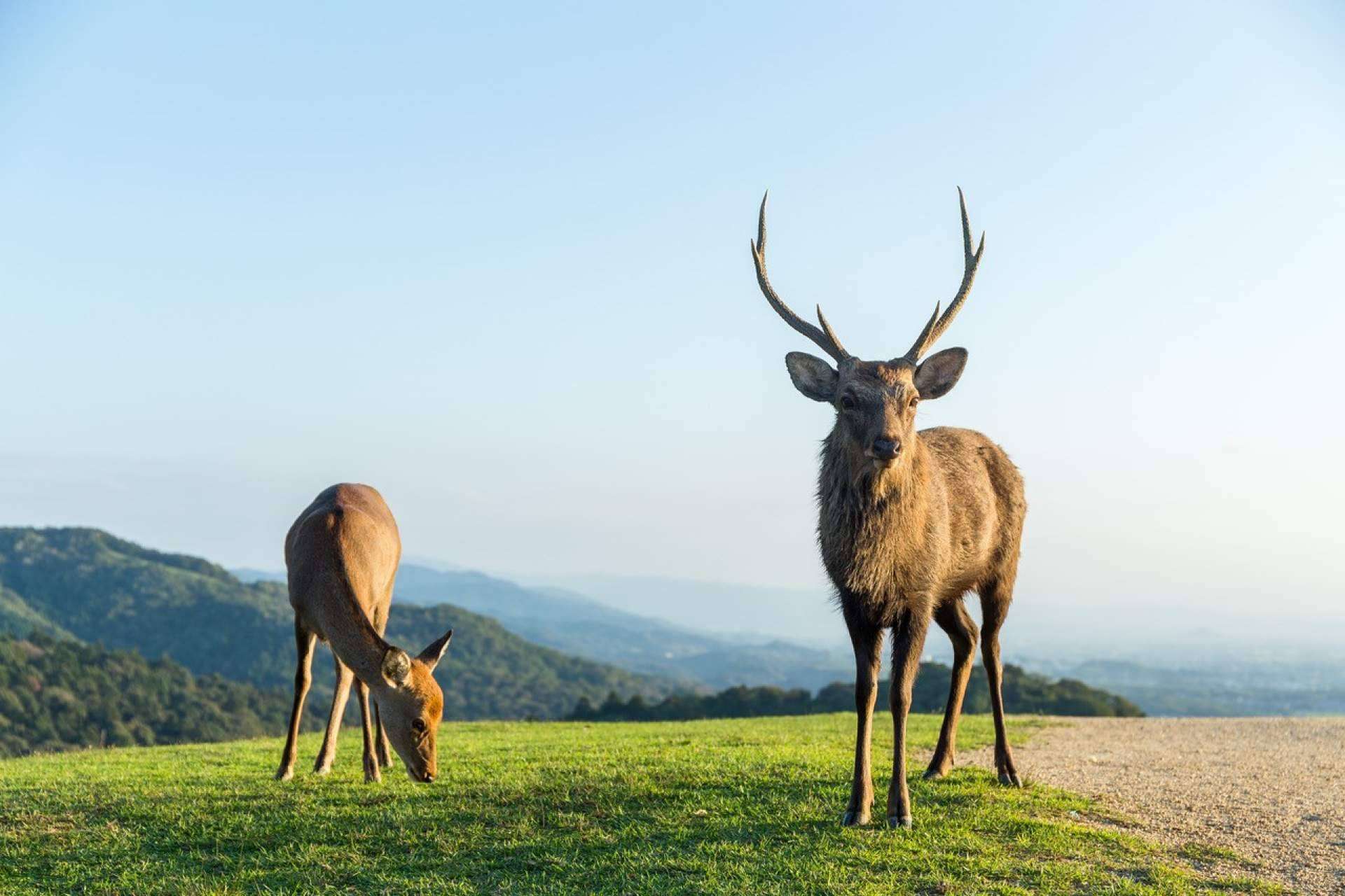 Metapark ZOO es el proyecto de realidad aumentada de la empresa Lucatia