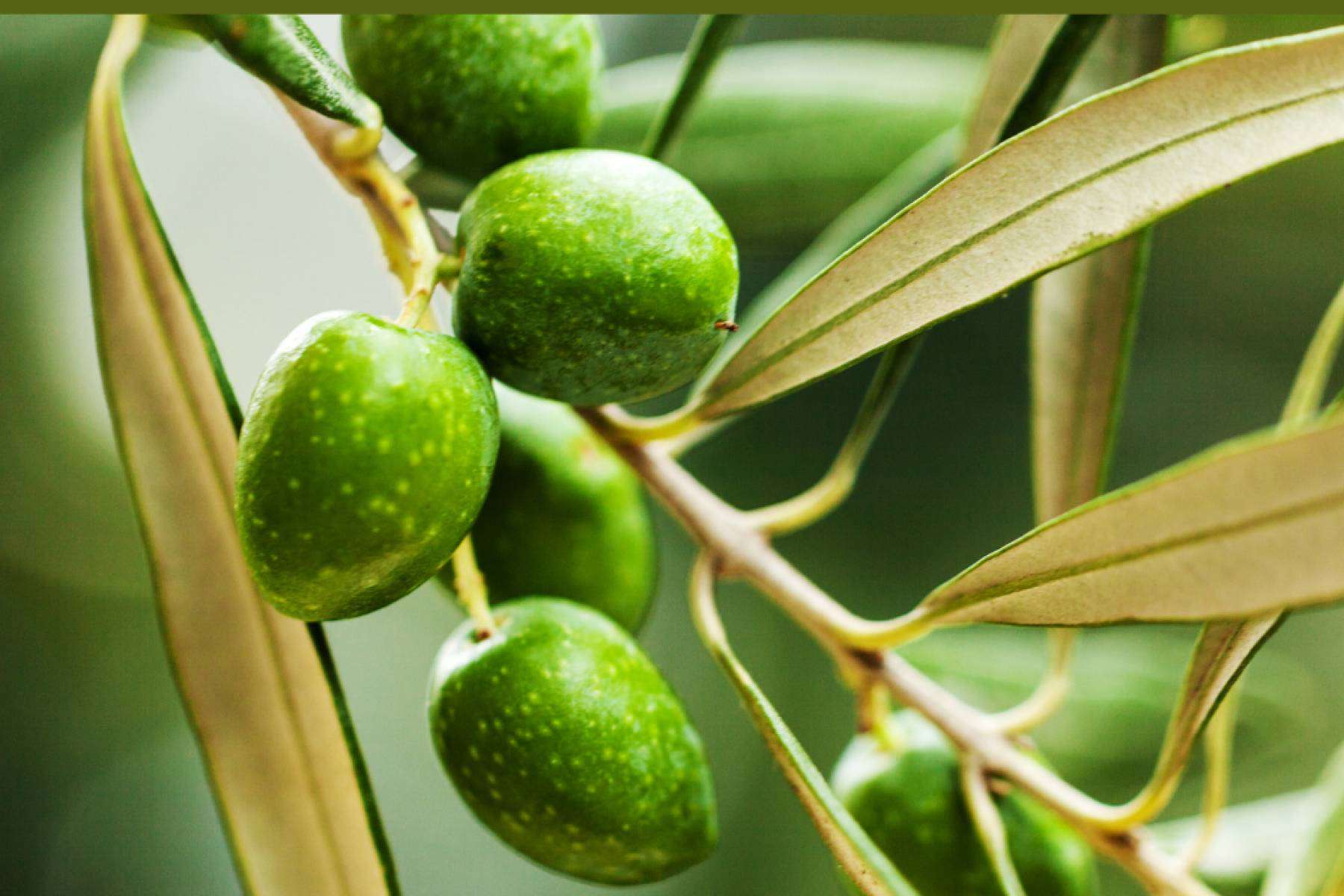 Recetas deliciosas para preparar con aceite de oliva de la mano de Olipaterna