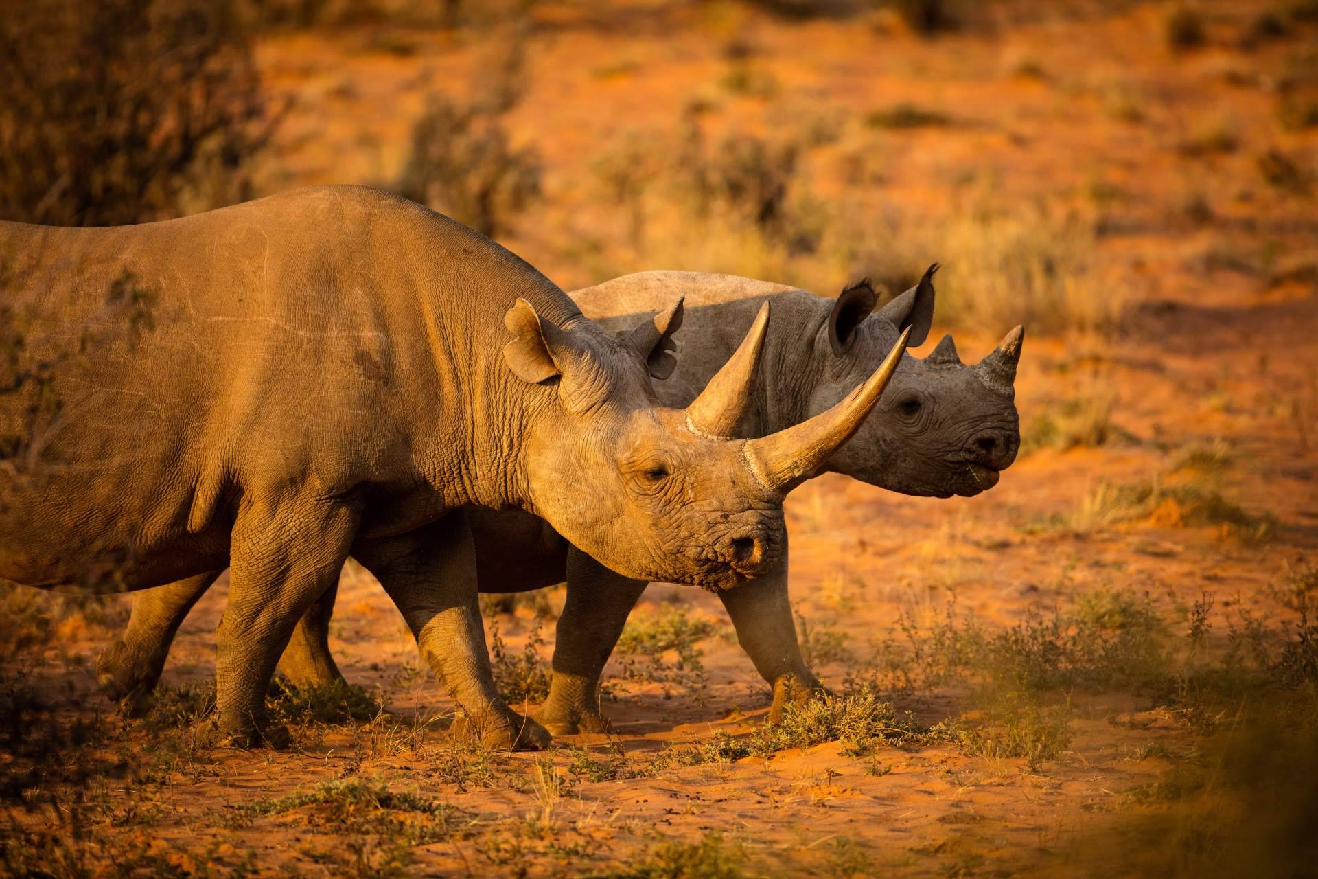Noticias Ambientales permite mantenerse informado sobre las especies en peligro de extinción