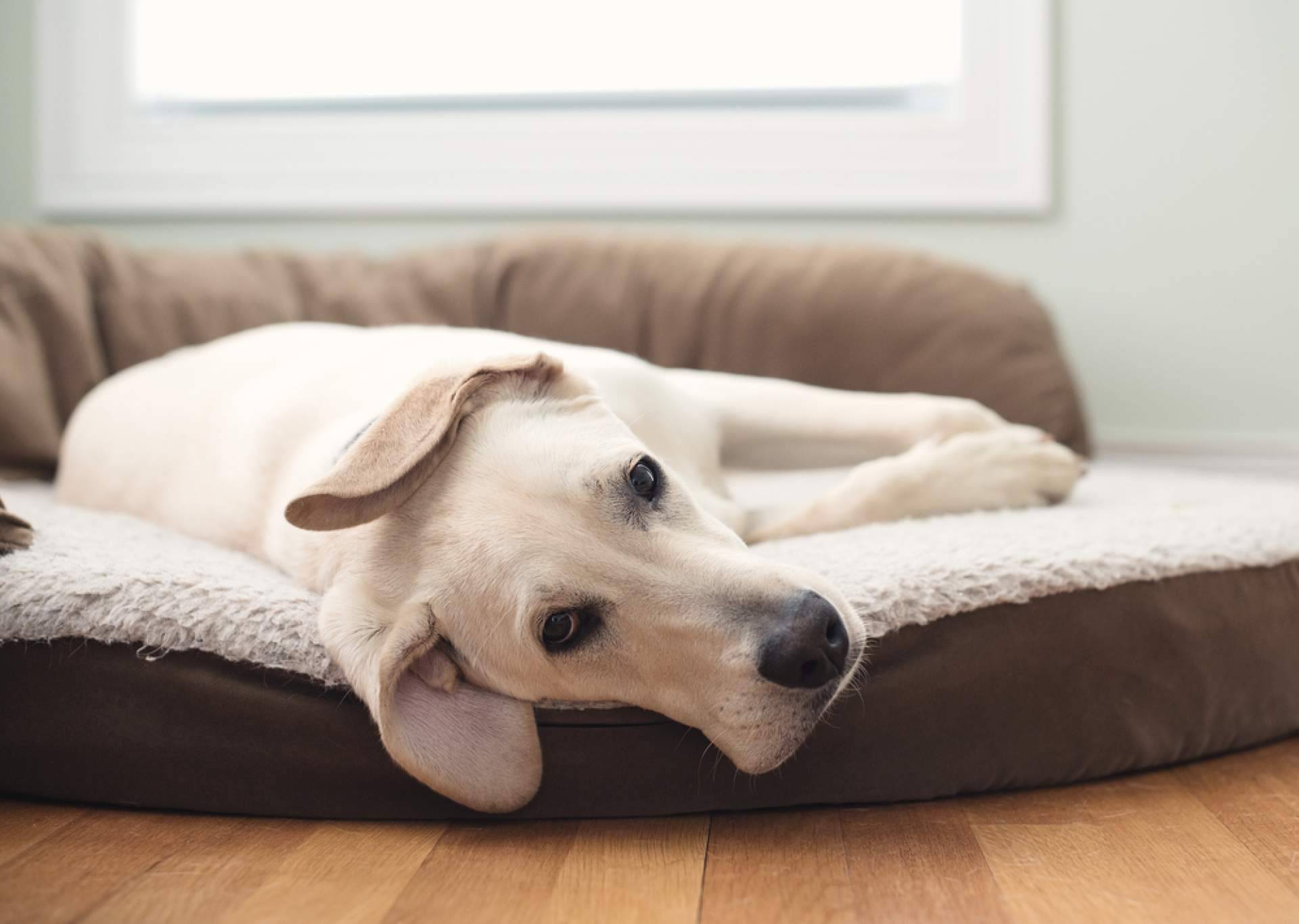 ¡Conectar con el compañero peludo ideal a través de la plataforma gratuita ADOPTA!