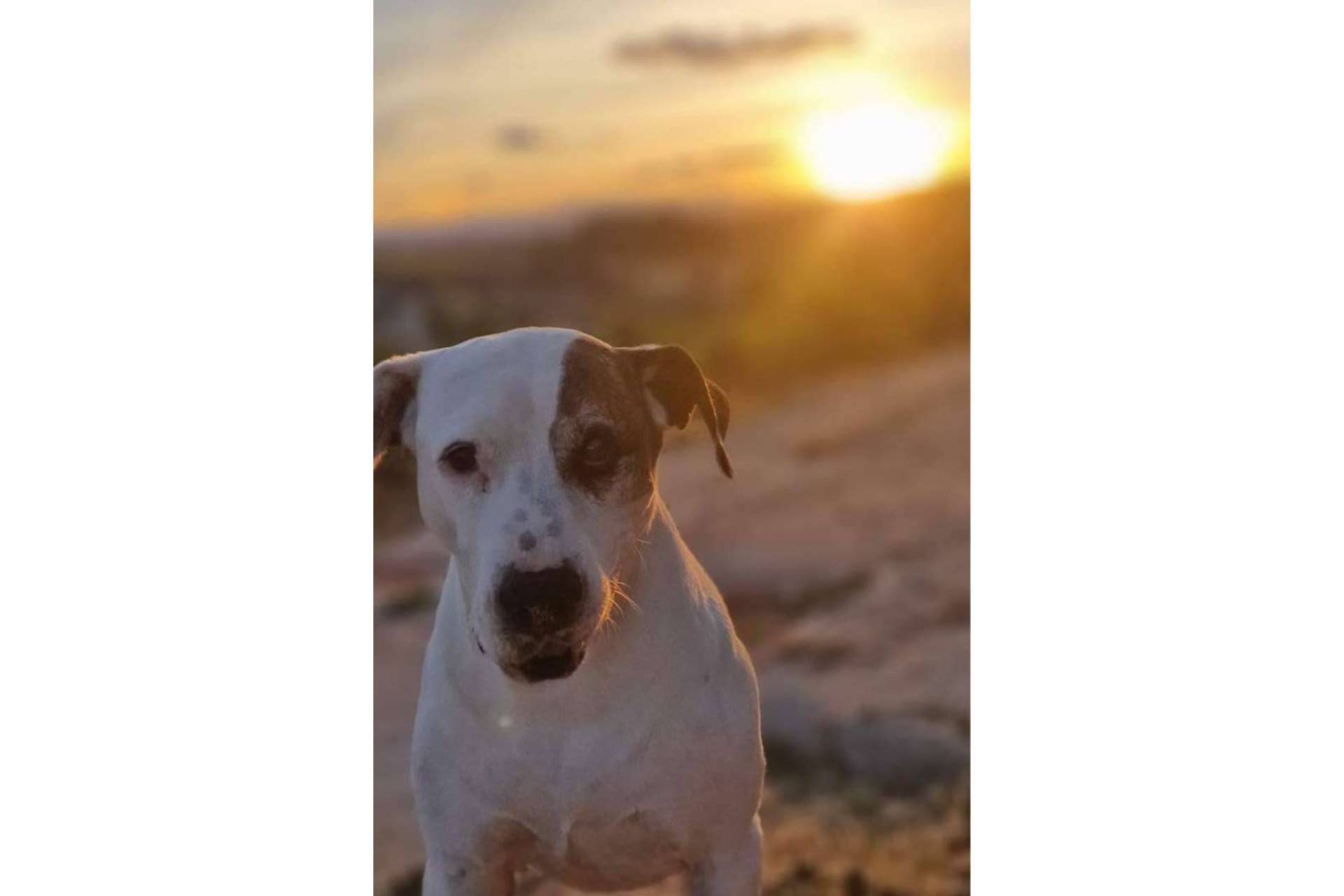 Perro Bueno y las ventajas de llevar perros al cole