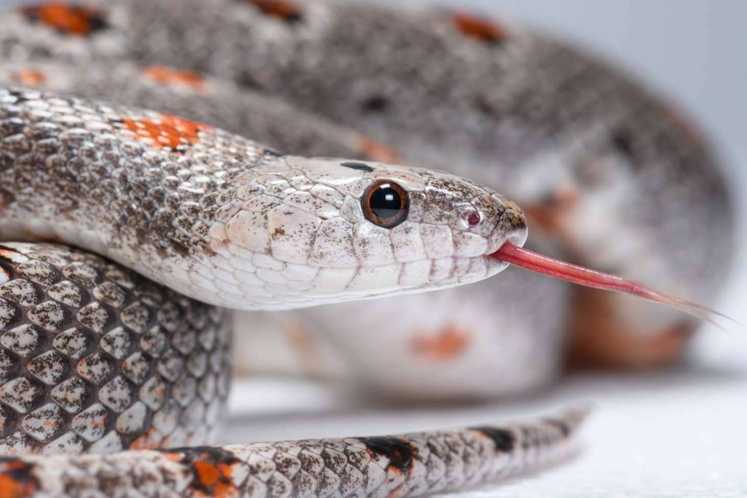 SnakeRoom, el centro de cría autorizado donde encontrar serpientes como mascota