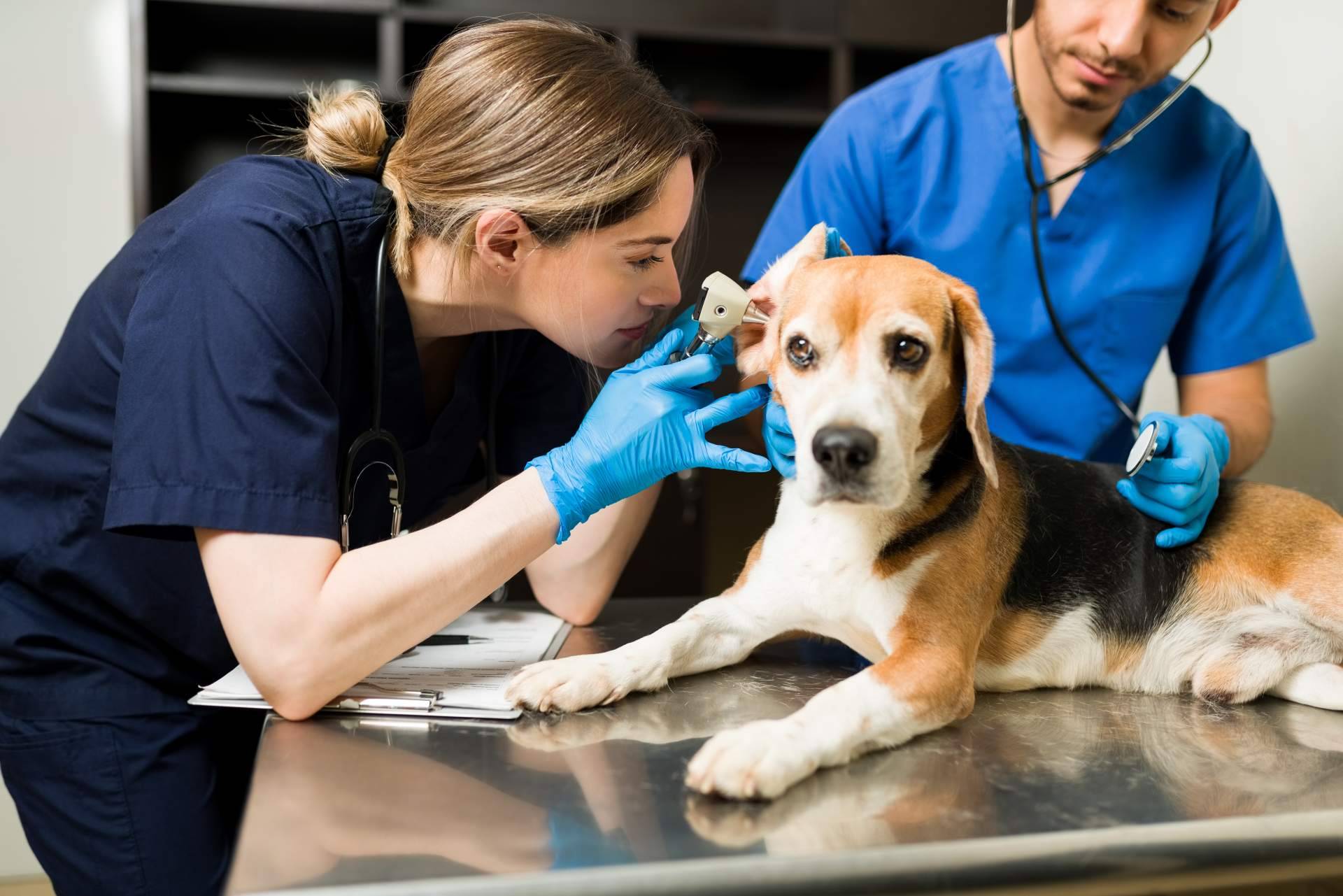 Cuidar de la mascota con el buscador pet friendly con veterinarios de ADOPTA