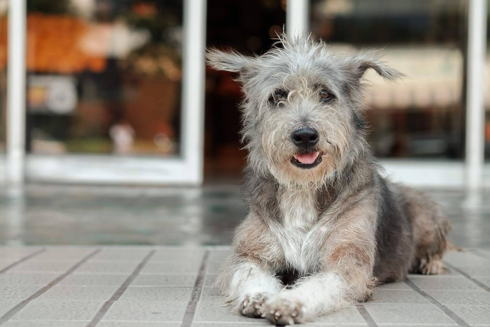 El increíble pienso hipoalergénico de salmón de ADOPTA permite una alimentación saludable y nutritiva para perros con sensibilidad alimentaria