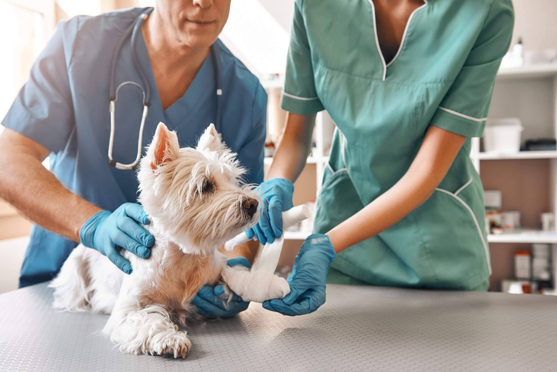 ¿Cuáles son las señales para identificar las negligencias veterinarias?