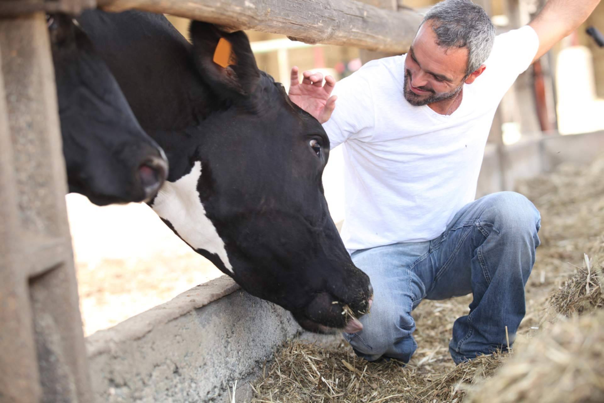 Agilizar la comunicación y evitar errores en empresas del sector ganadero con Afeedme