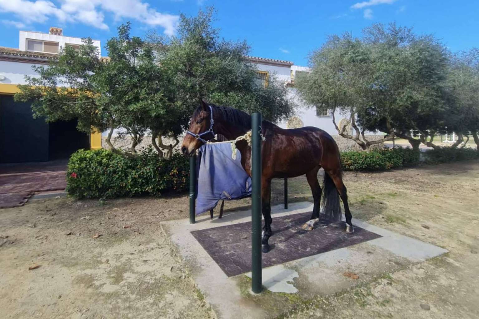 La cría de caballos de la Yeguada Encinasola