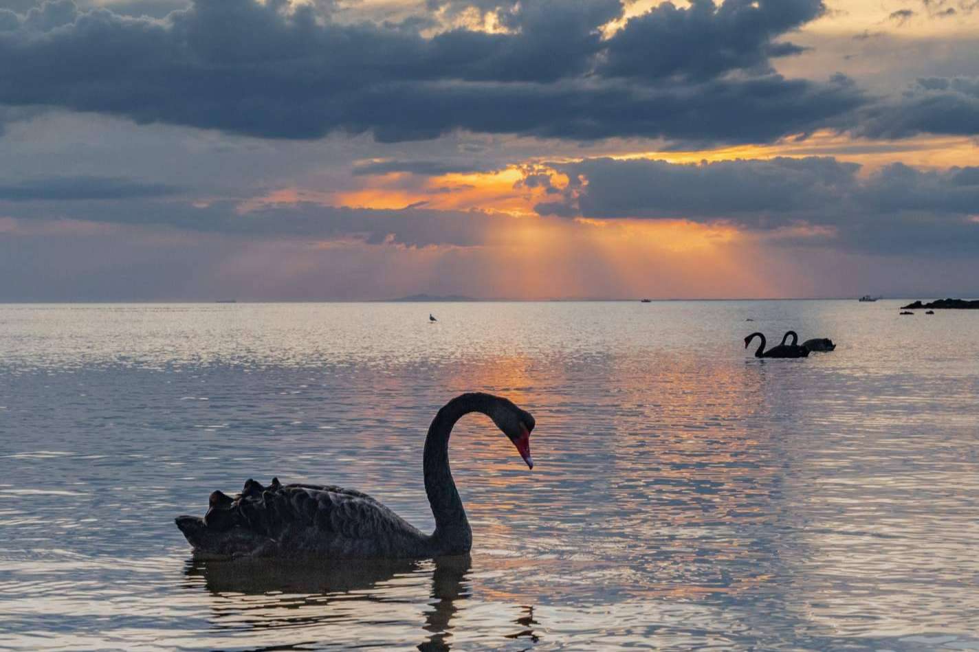 ¿En qué consisten los 'cisnes negros' y qué consecuencias pueden tener en las inversiones?