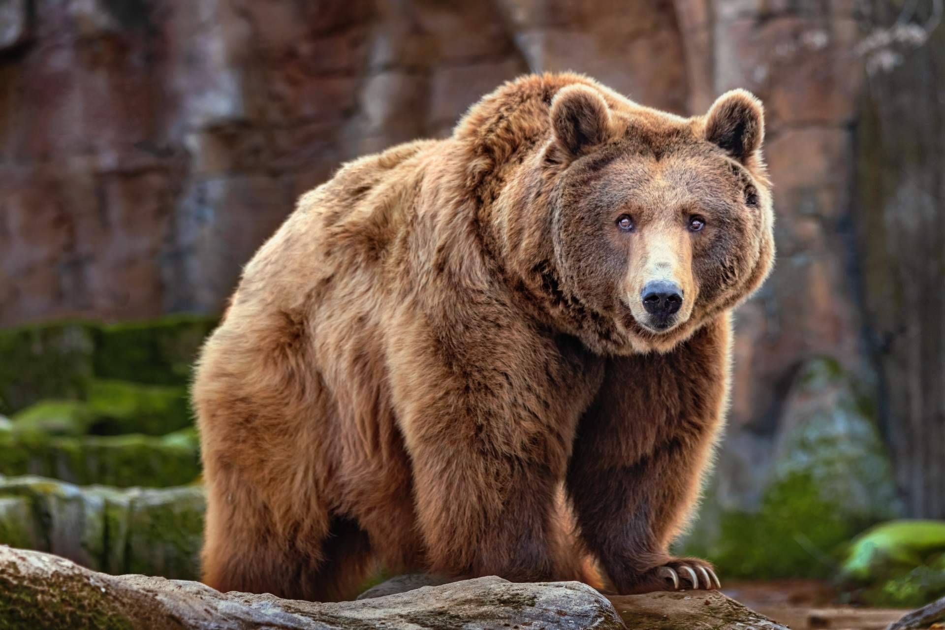Noticias Ambientales genera conciencia sobre las especies emblemáticas en peligro de extinción