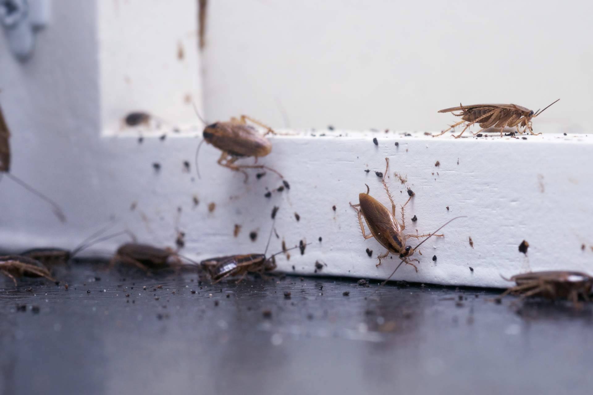 ¿Cómo fumigar cucarachas?, por la compañía Pineda Servicios Integrados