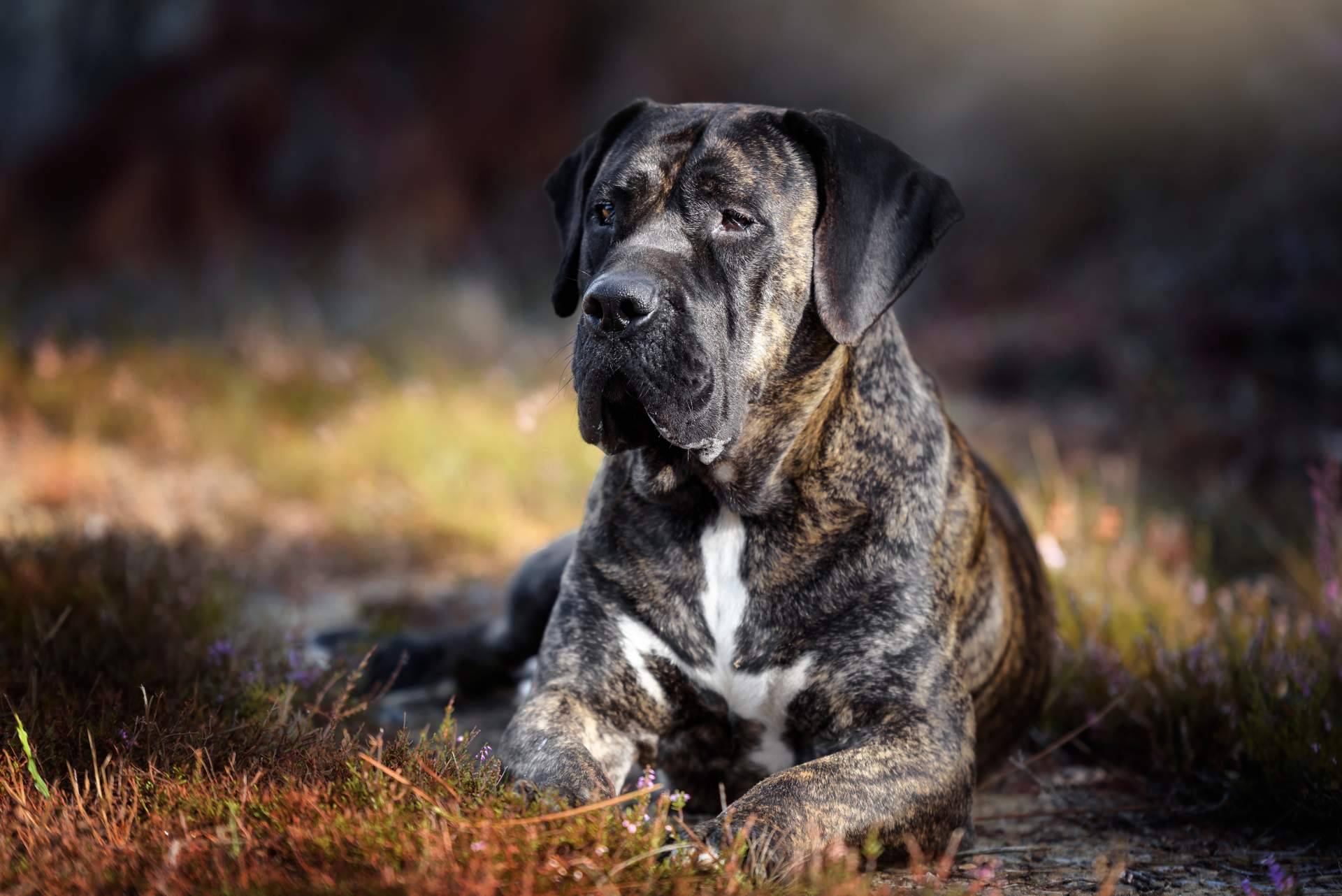 ¿Cuál es la mejor opción; hospedar a un peludo con un cuidador personal o en una residencia tradicional para conseguir unas vacaciones felices para un perro o gato?