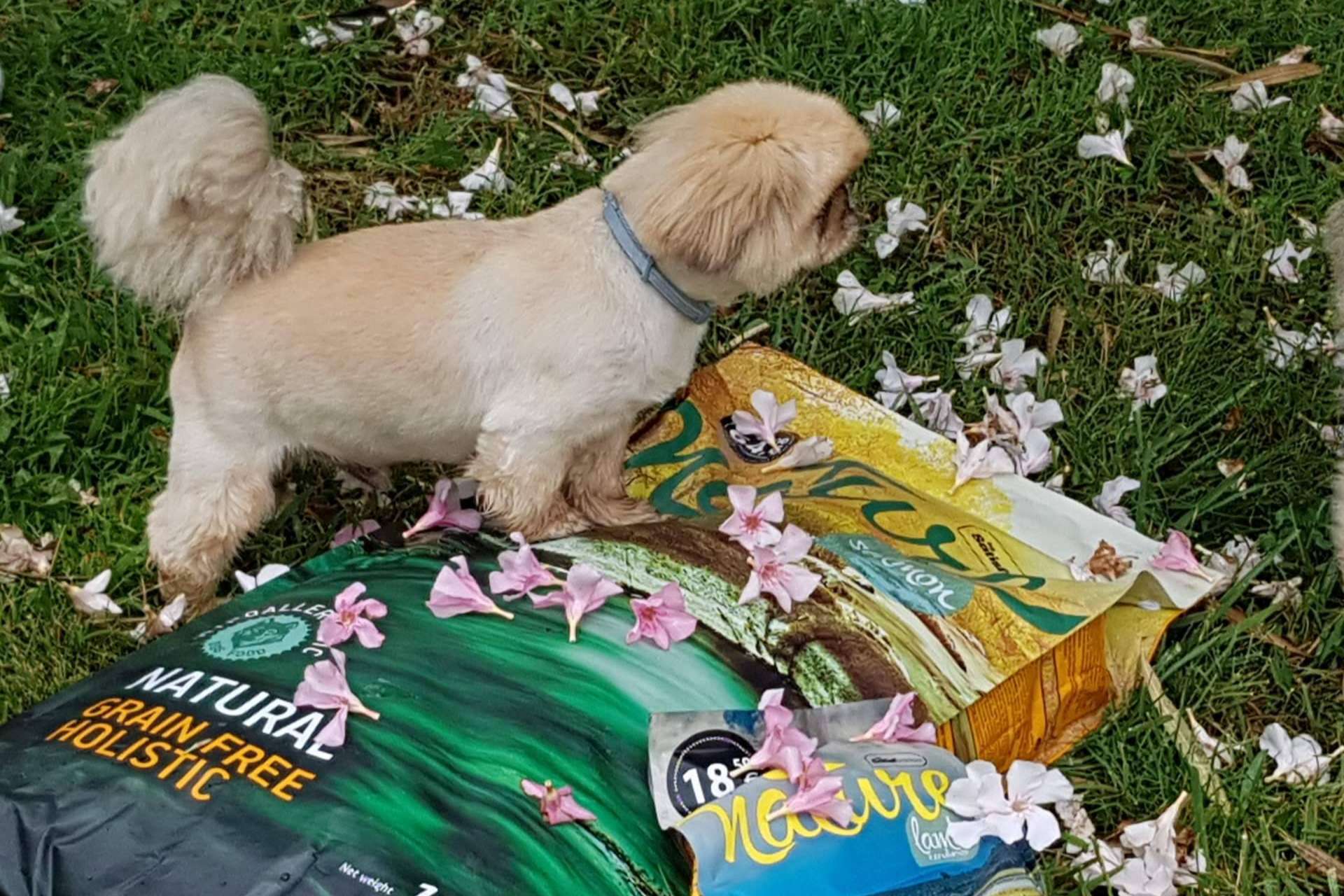 La gama Nature de Satisfaction, un pienso hipoalergénico para perros