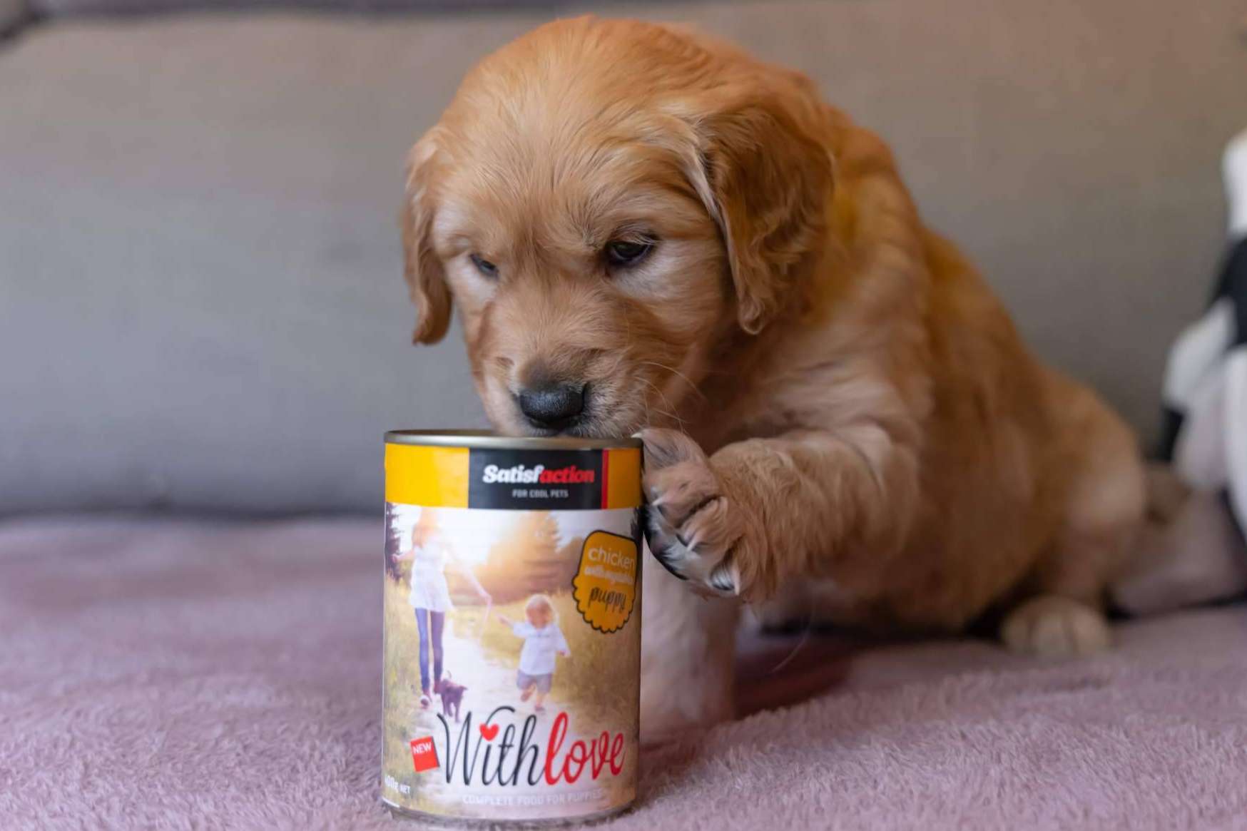 ¿Por qué es importante garantizar una buena alimentación a los cachorros? Satisfaction