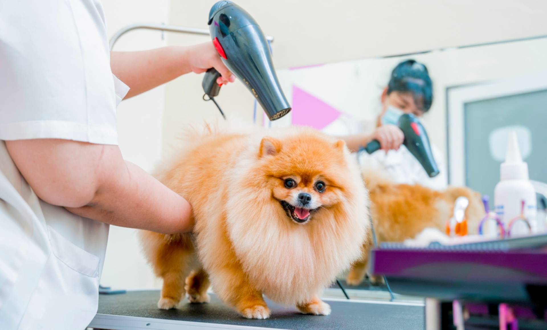 Formarse como peluquero canino en VetFormación