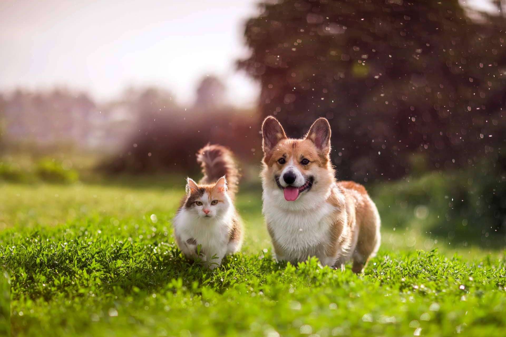 Social Animals, conocido como el Tinder de las mascotas, reúne a más de 20.000 usuarios
