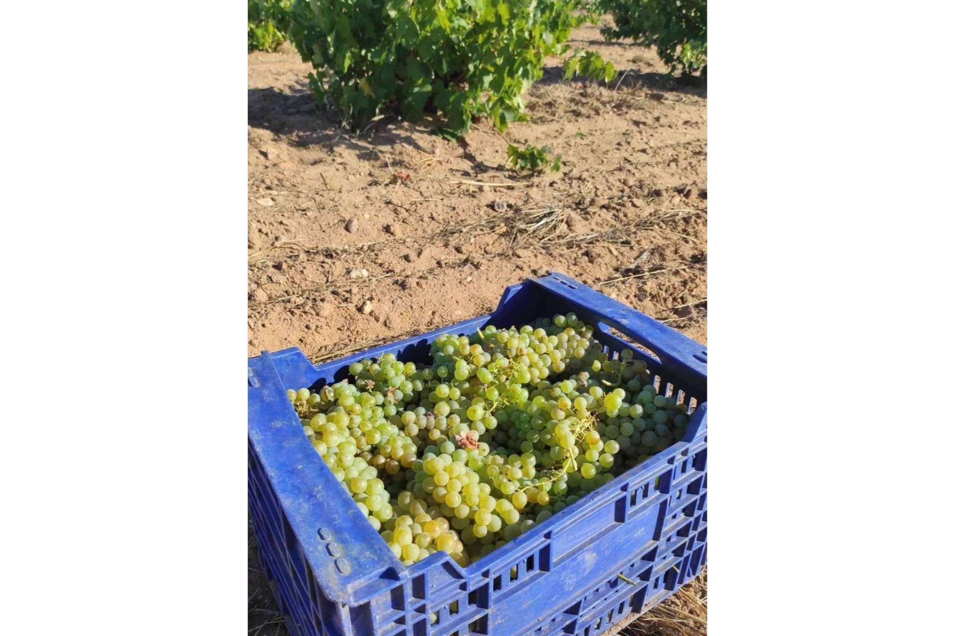 Variedades menos exploradas en la DO Toro; los vinos de Malvasía y Garnacha