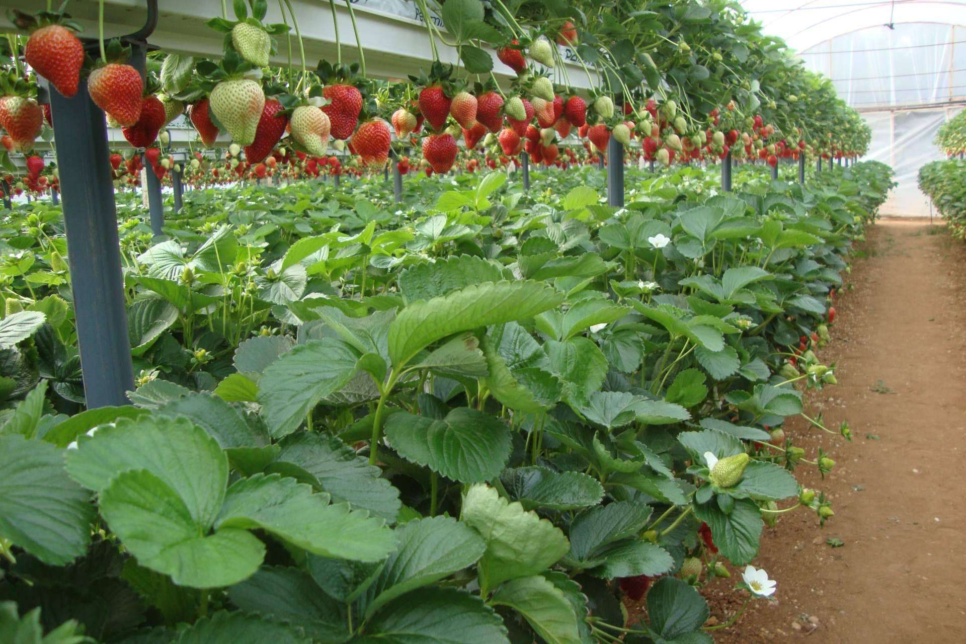 Optimizar la producción agrícola con sustratos de coco Pelemix