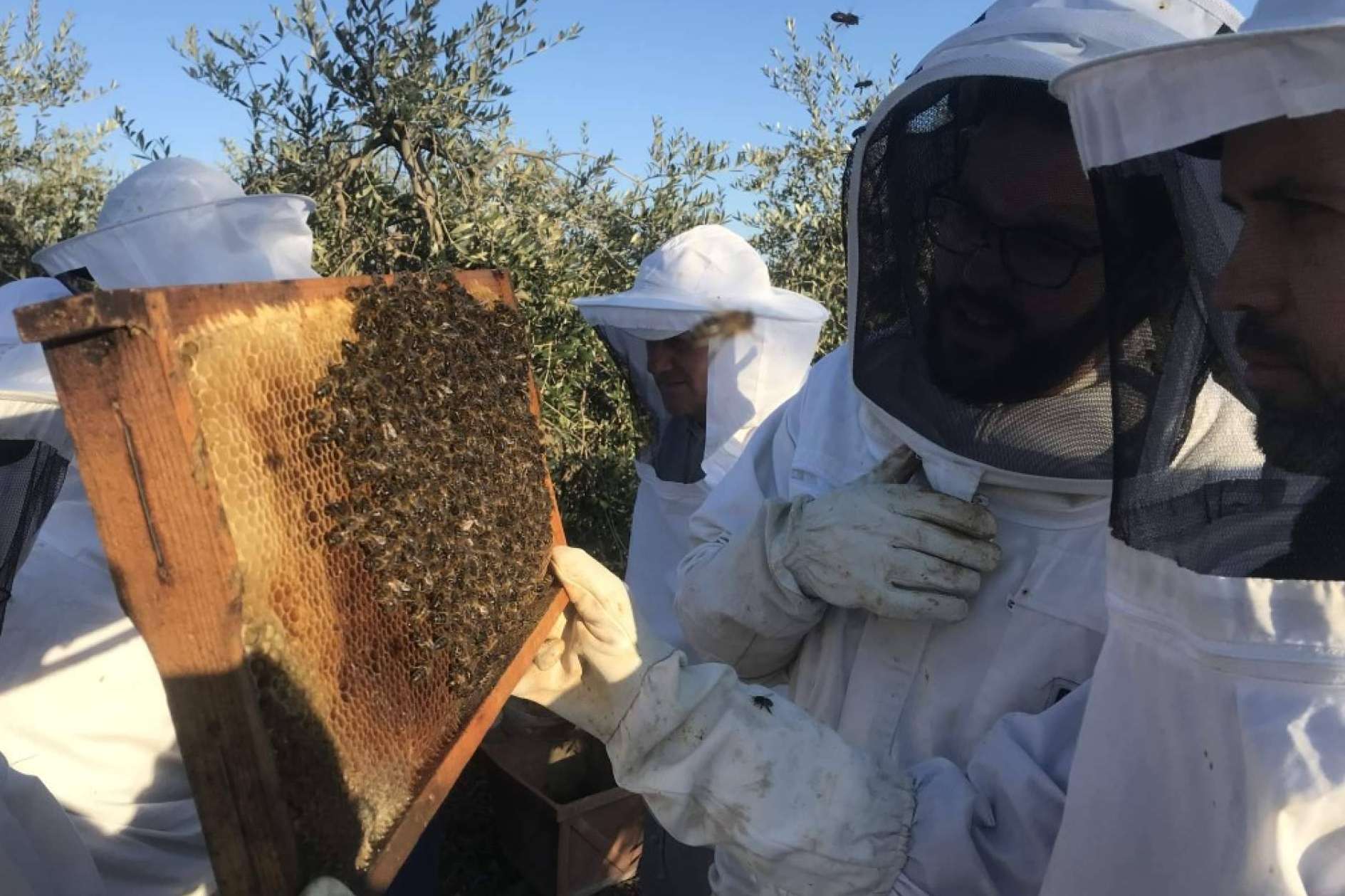 ¿En qué consiste la polinización de las abejas?, con Cursos Apicultura