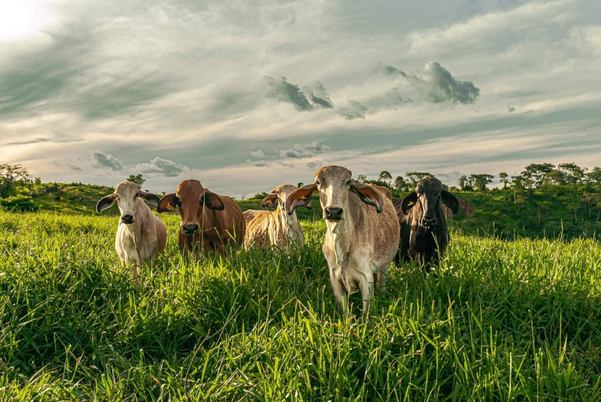 ¿Cuáles son las ventajas de contar con la plataforma de alimentación animal Afeedme?