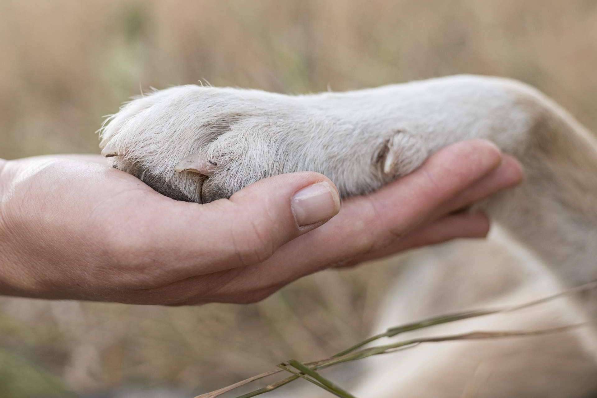 Los puntos más importantes de la nueva Ley de Bienestar Animal