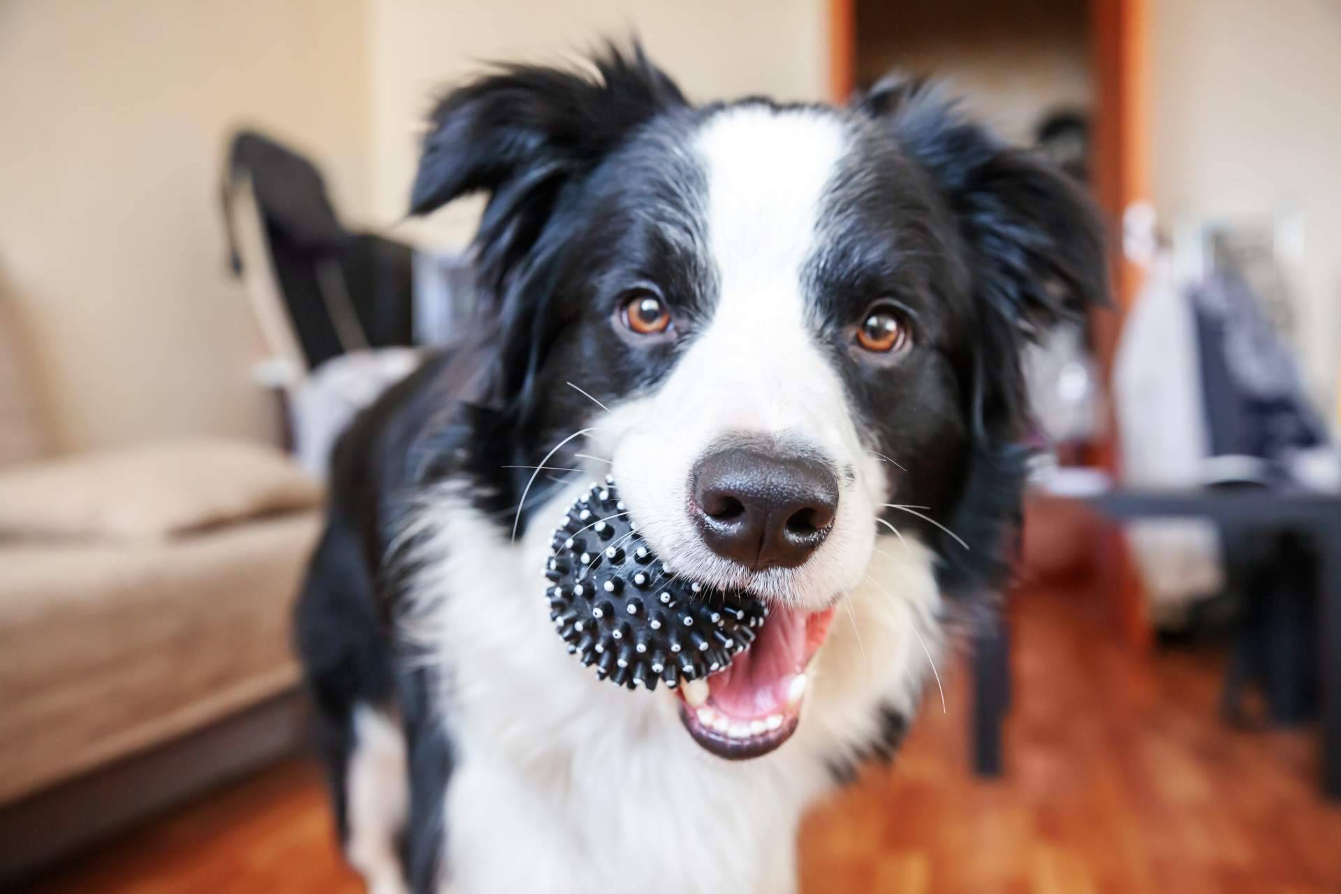 Can Xana ofrece juguetes interactivos para perros