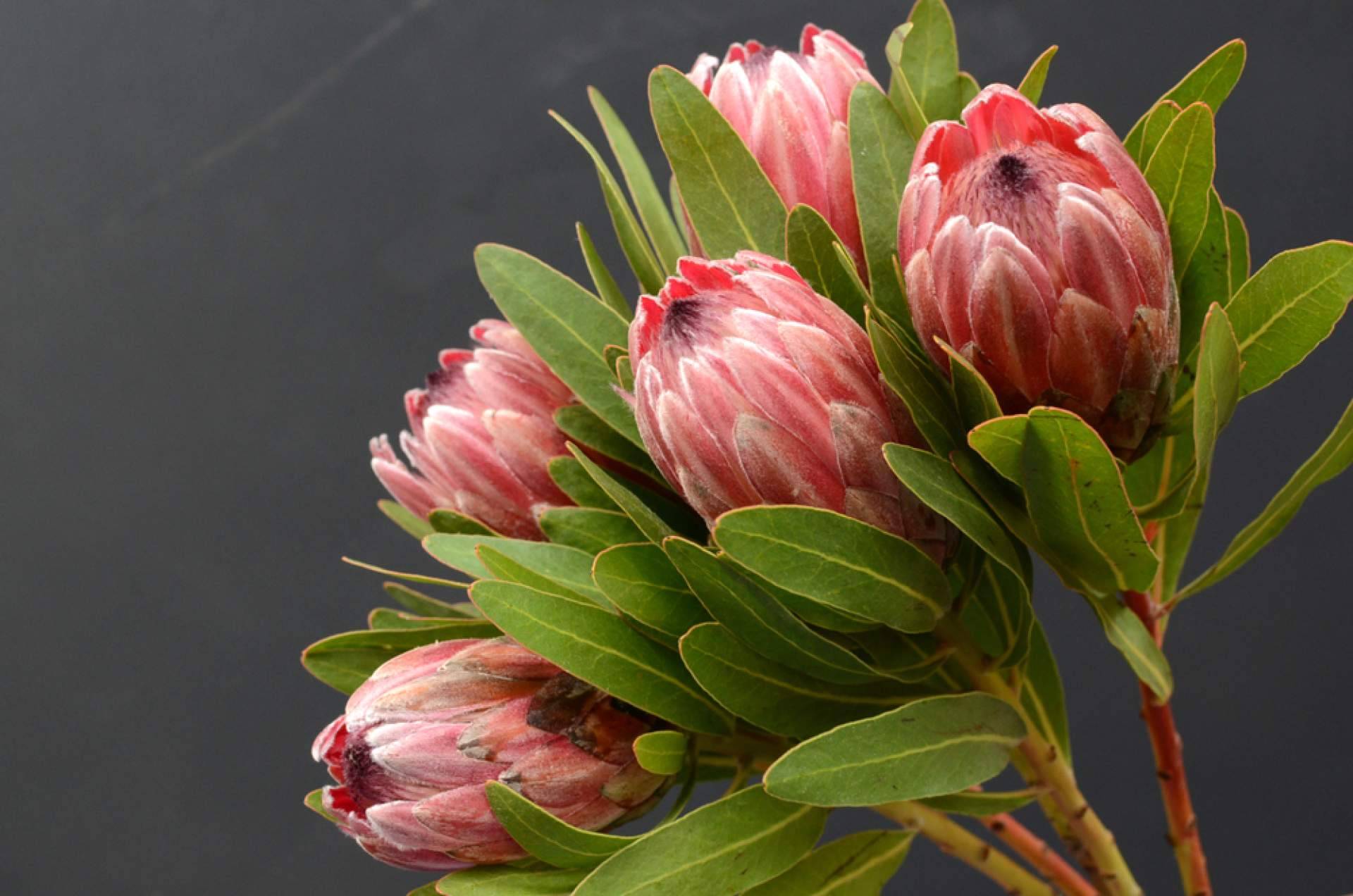 ¿Por qué optar por las flores tropicales?, con Rosistirem