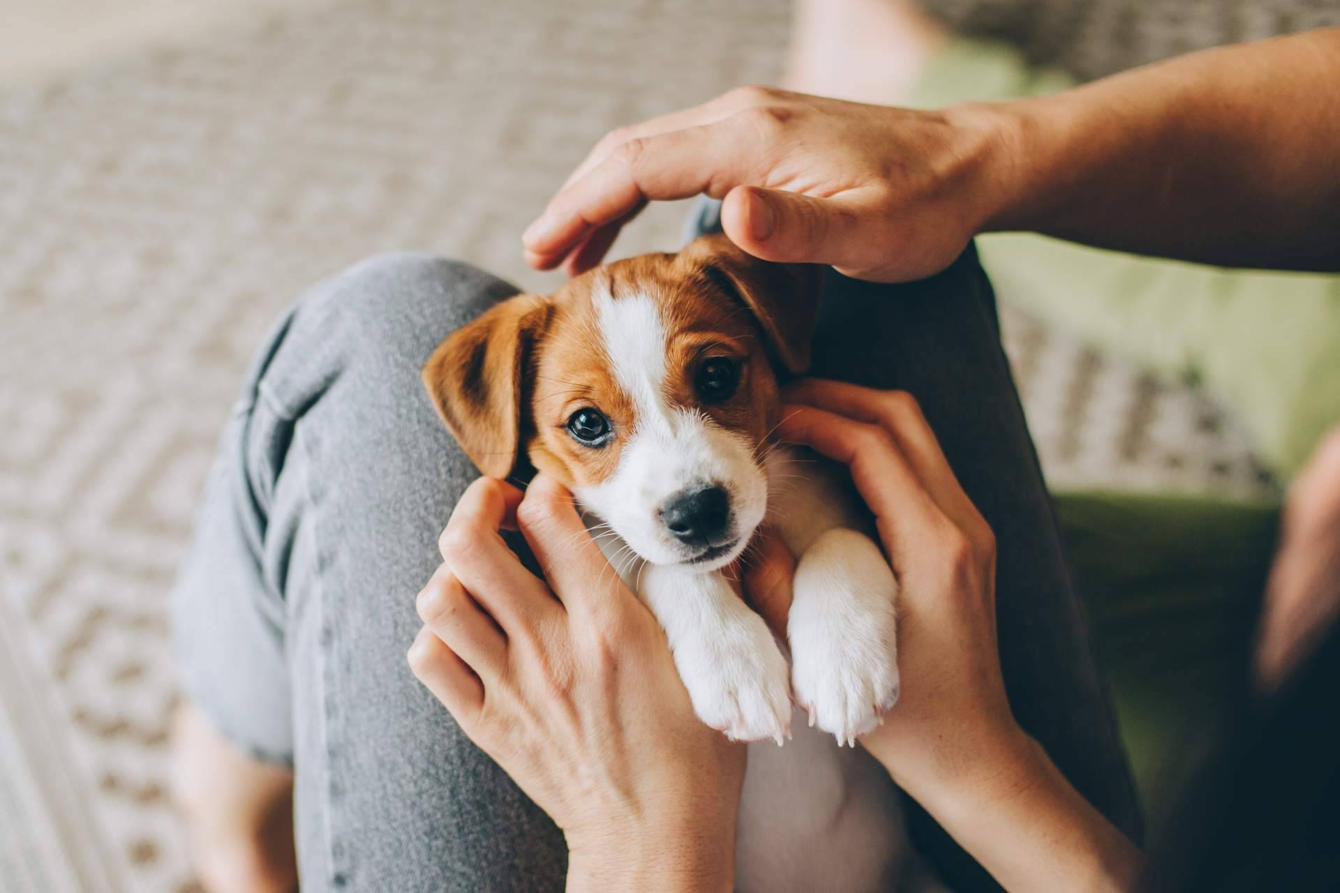 Tienda Cachorro, adoptar perros y cumplir con la nueva Ley de Bienestar Animal