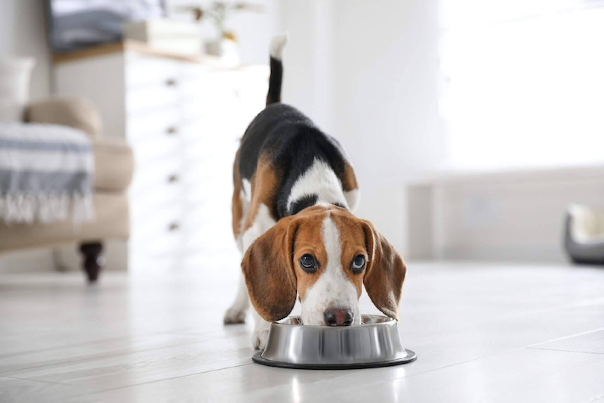 Las claves para ayudar a los perros con problemas articulares a través de su alimentación