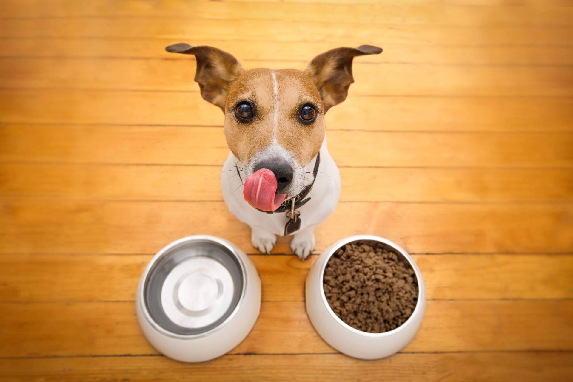 Alimentar correctamente a perros con pieles sensibles, con NaturWild