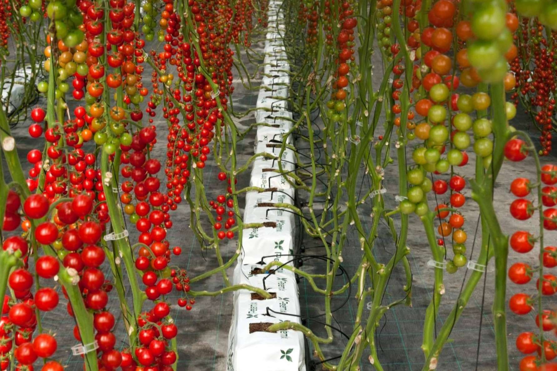 Pelemix, la agricultura del futuro más cerca