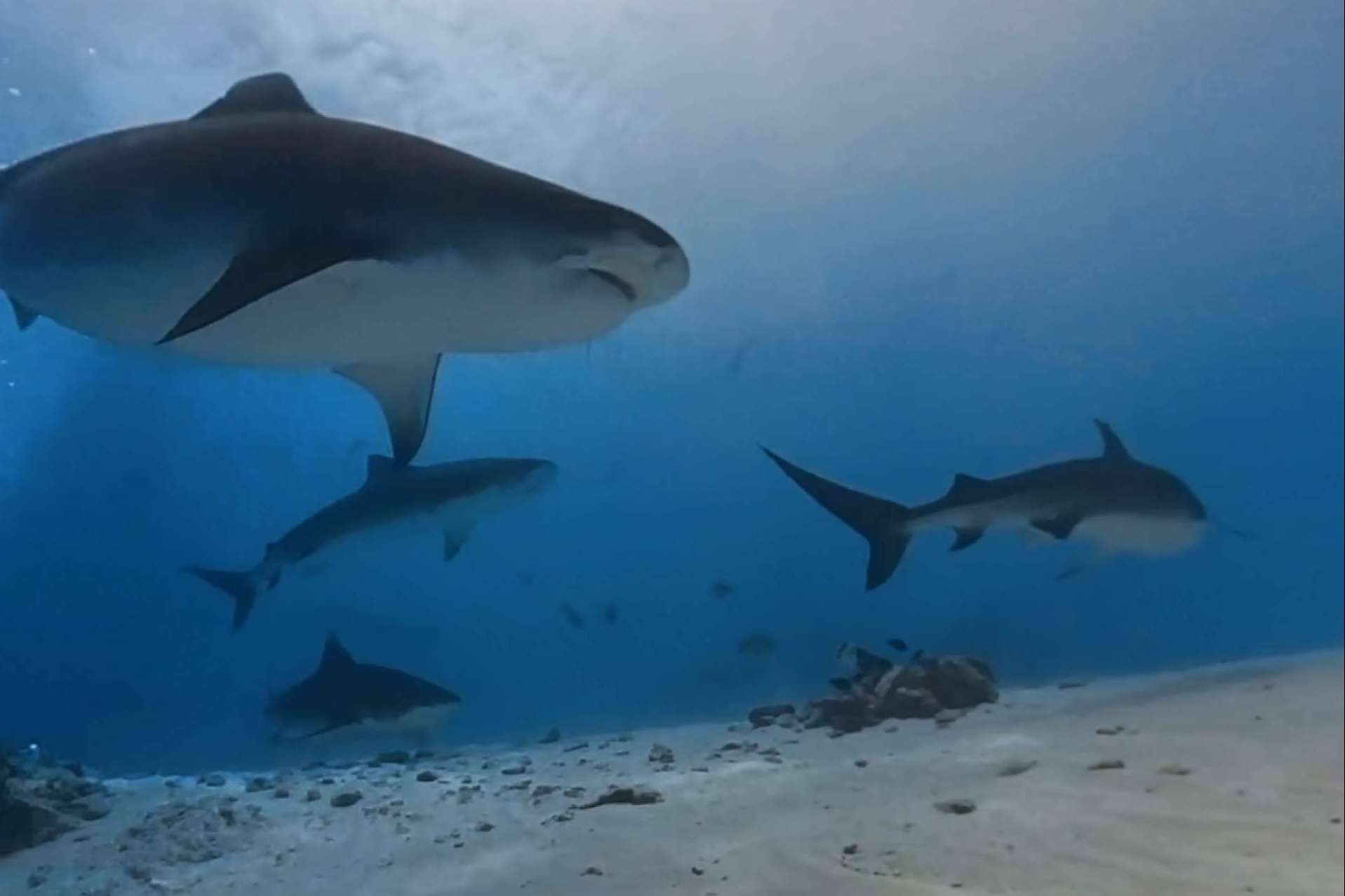 El buceo seguro con tiburones tigre en Fuvahmulah es una experiencia inolvidable y segura de la mano de Drop Dive Maldives