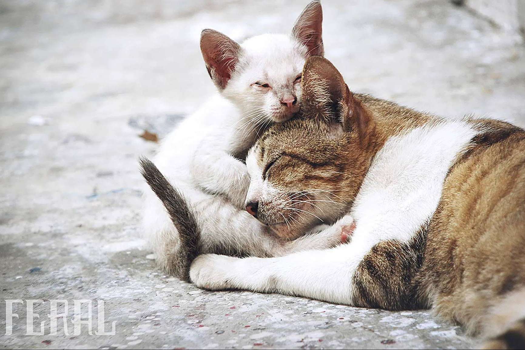 Ka Salud Integral demuestra su compromiso con el bienestar animal al desarrollar un pienso saludable para gatos