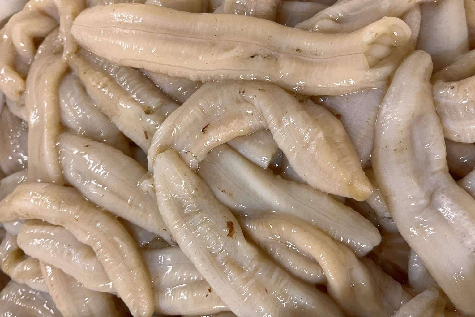 Productos típicos gallegos saludables y listos para preparar, en la tienda online Faro da Palloza
