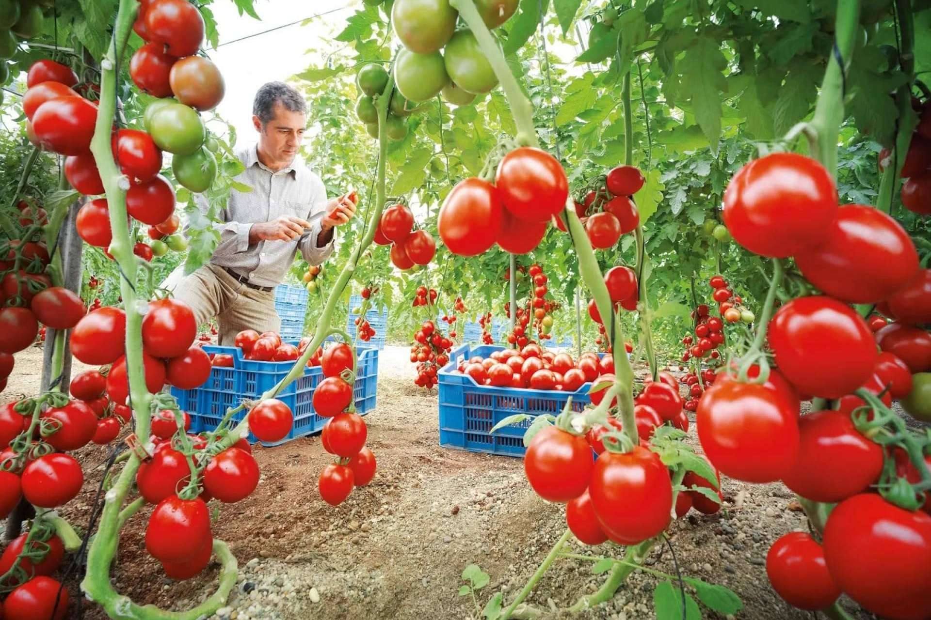Ensayo revela el poder de los fertilizantes biológicos de Ecoganic