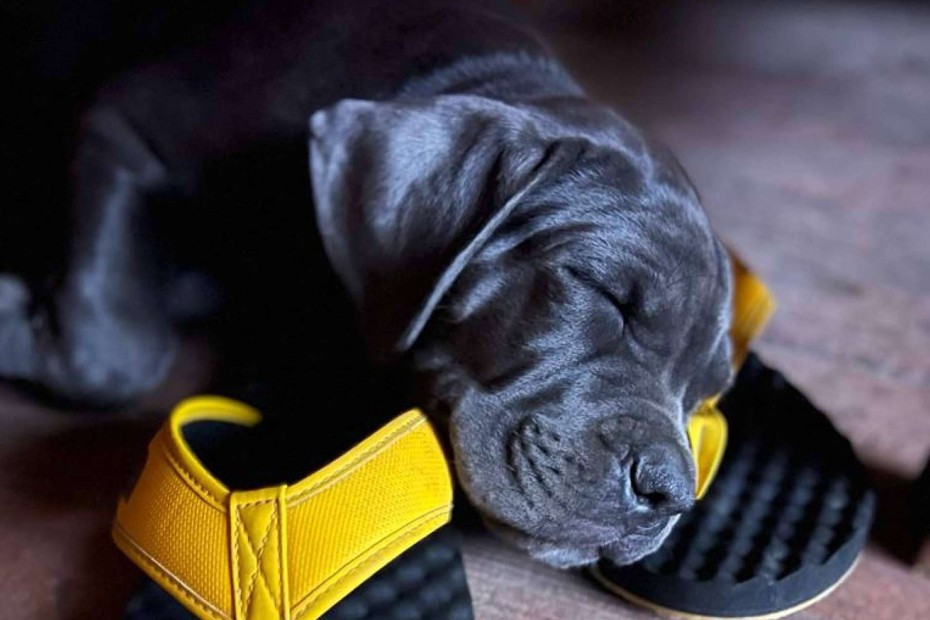 Grandes Metas refuerza su servicio de adiestrador de perros en Madrid a domicilio con una metodología respetuosa