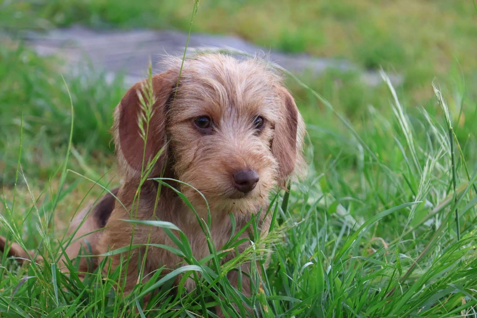 Trámites y Requisitos para la Exportación Internacional de Cachorros