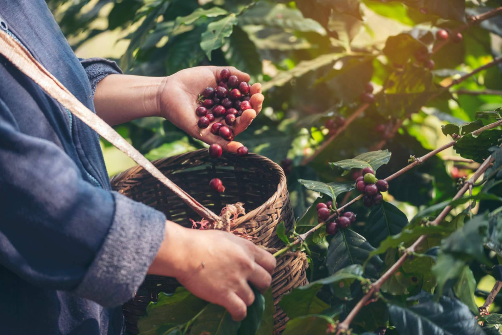 Sabor, tecnología y sostenibilidad se unen en el café para oficina de calidad