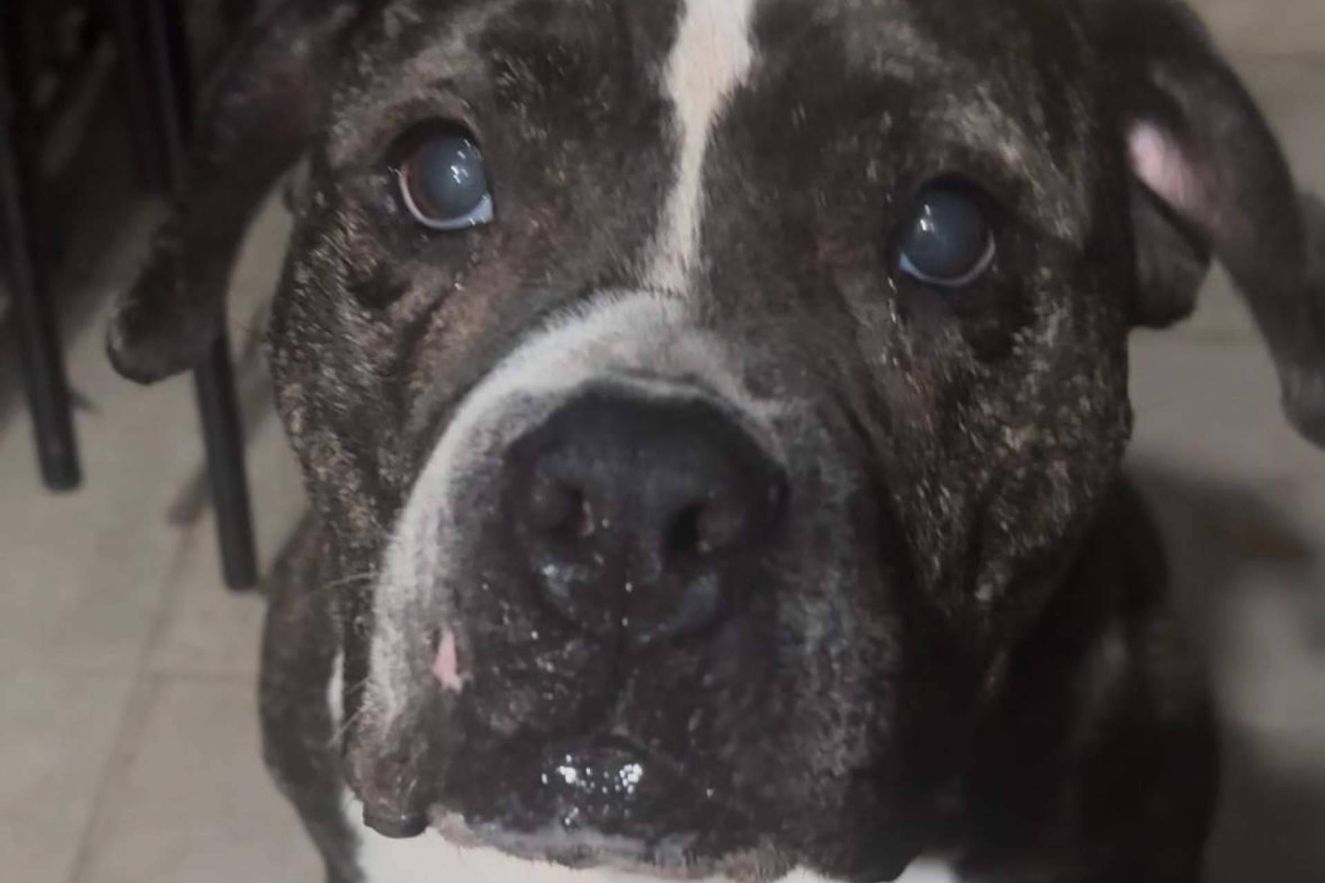 SOS Salvando Vidas España promueve la adopción y el amadrinamiento para rescatar más perros del abandono